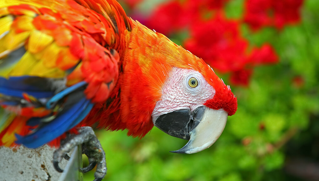 Rainbow macaw