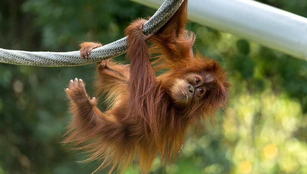 Baby orangutan holding onto ropes with arms and legs