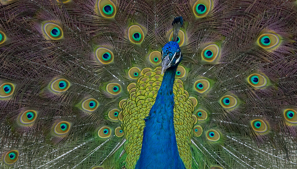 indian peacock images