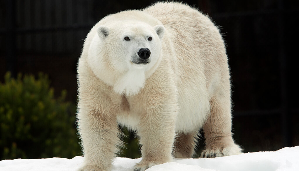 Polar bear standing on snow