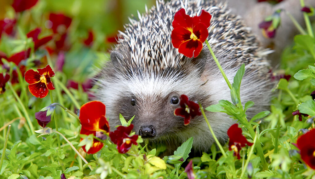 Hedgehog hiding behind pansy flowers