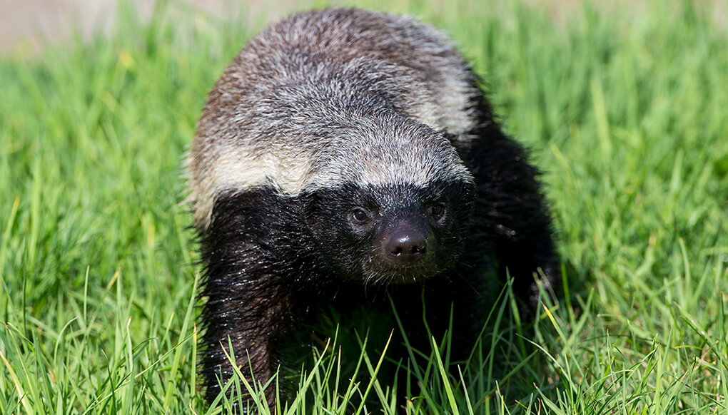 honey badger vs king cobra