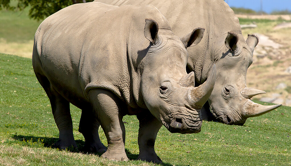 A pair of Southern White Rhinos
