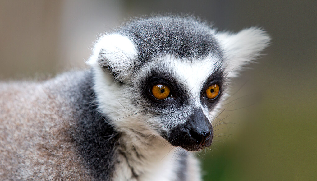 Healthy baby ring-tailed lemur born at Pretoria Zoo