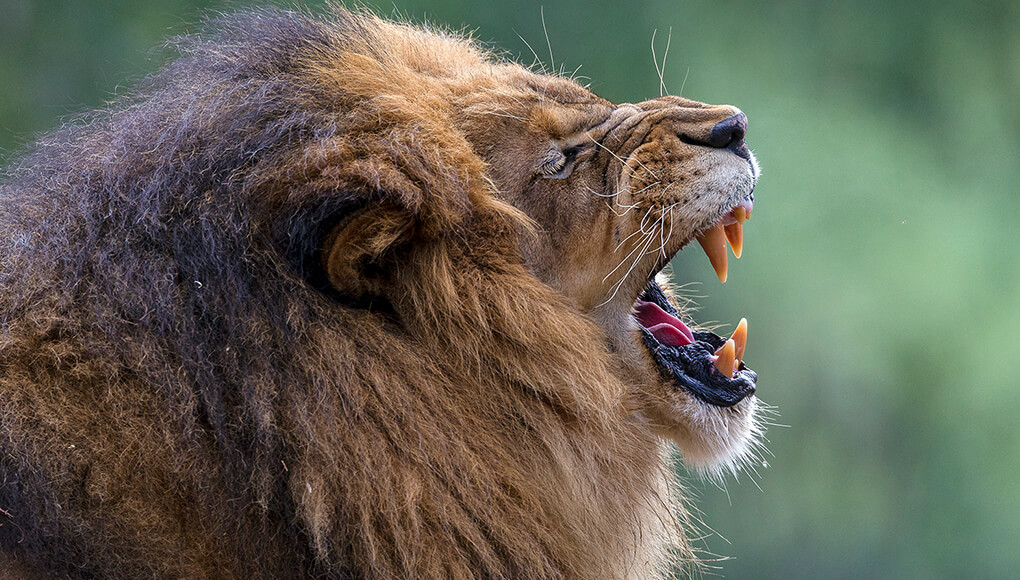 Male lion letting out a big roar