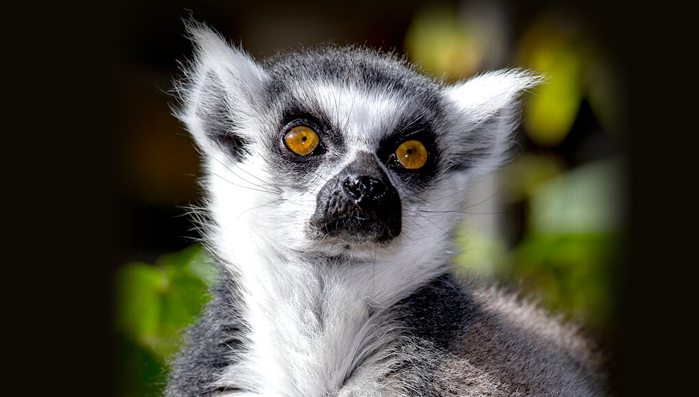 Ring-tailed lemur