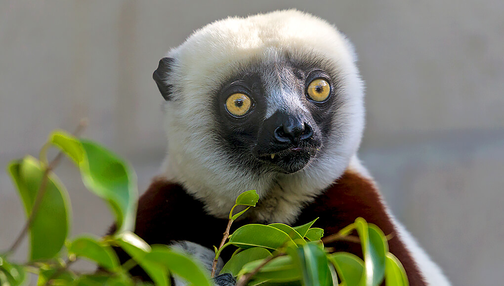 Coquerel's sifaka 