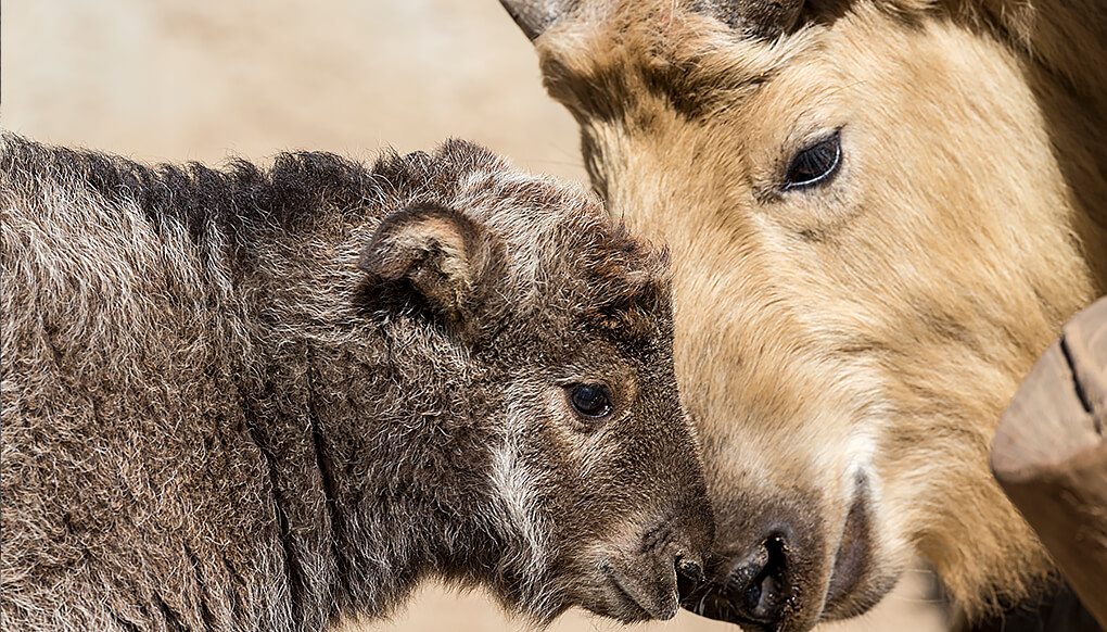 Takin baby and mother nuzzling