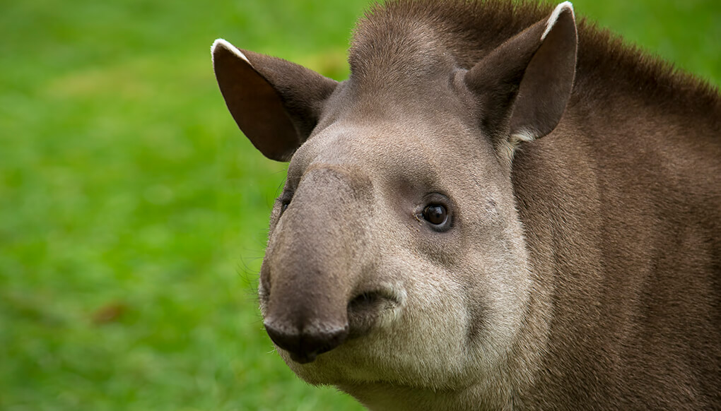 baby tapir tongue