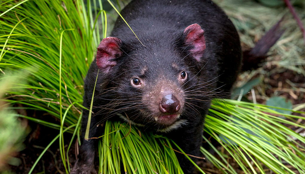 Tasmanian devil standing on tall green grass