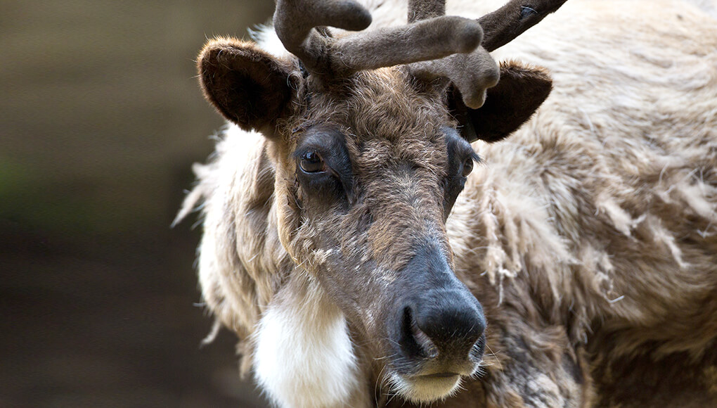 Reindeer looking at the camera