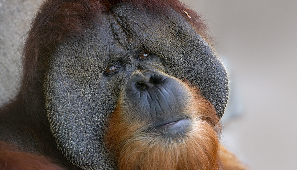 Male orangutan face with cheek pads