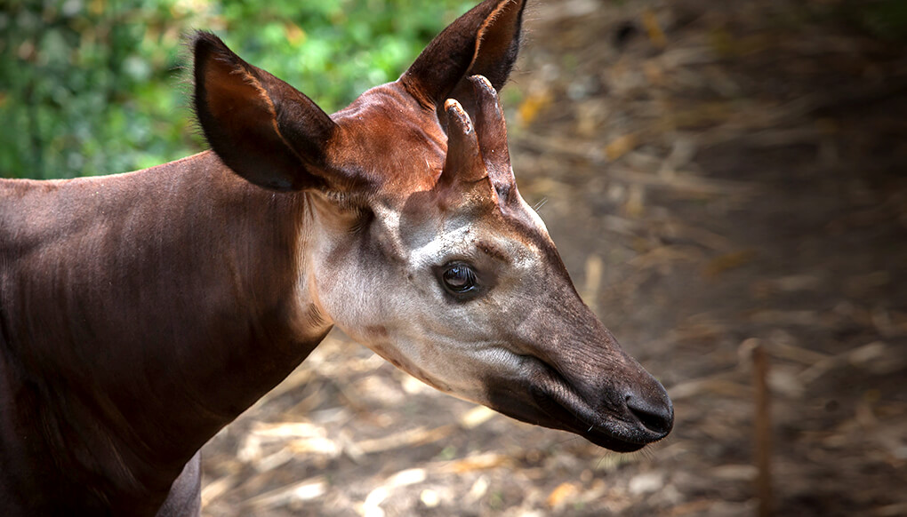 okapi tongue ear