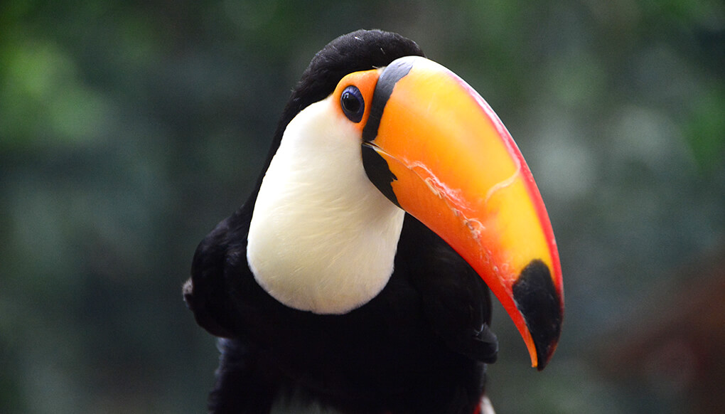 toco toucan habitat