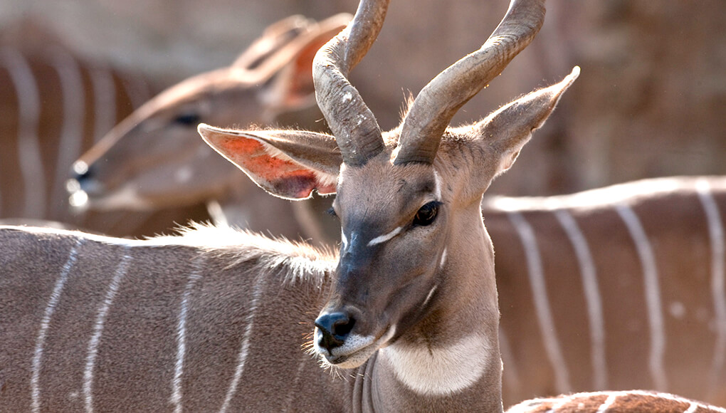 Touting their horns | San Diego Zoo Wildlife Explorers