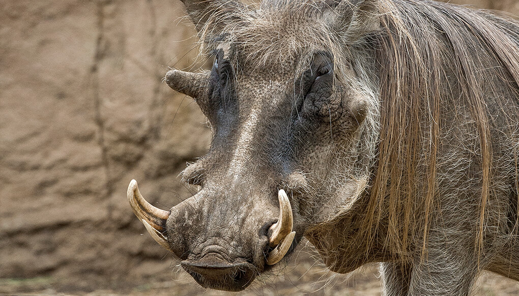 Pet Warthog