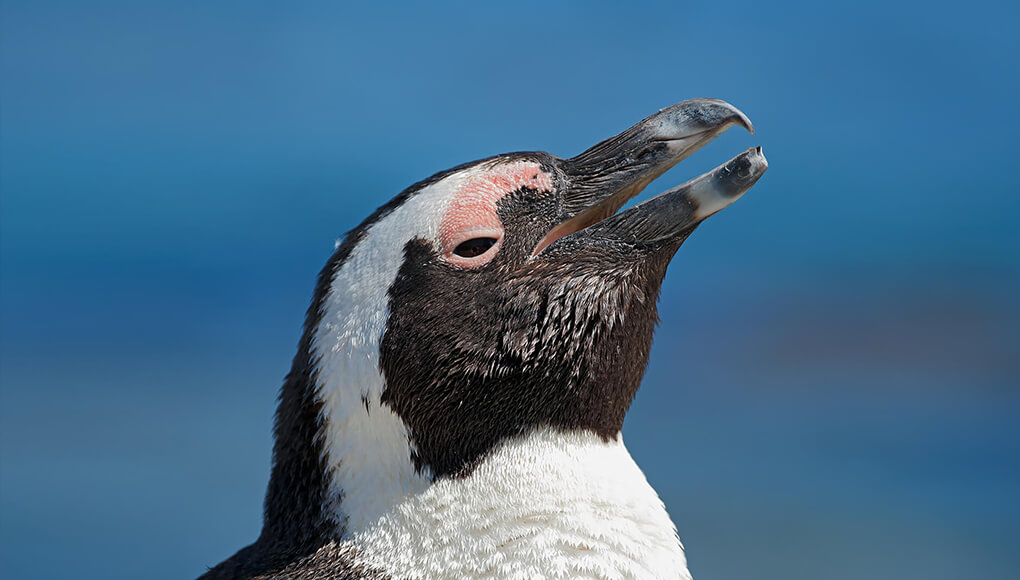 African penguin with beak open in front of blue sky