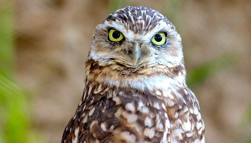 A burrowing owl cocks its head slightly to the right as it stares straight into the camera