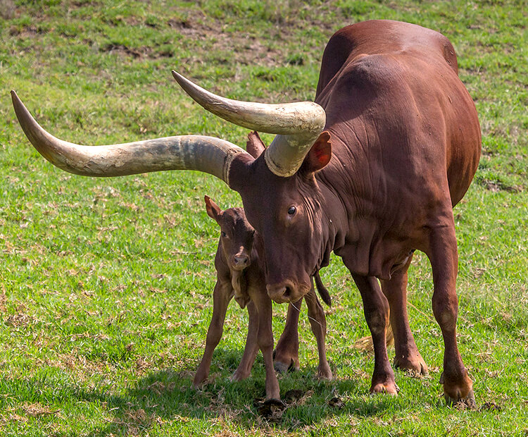Ankole cattle mother with calf