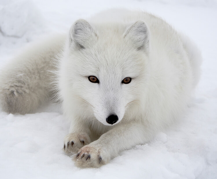 Arctic fox on snow