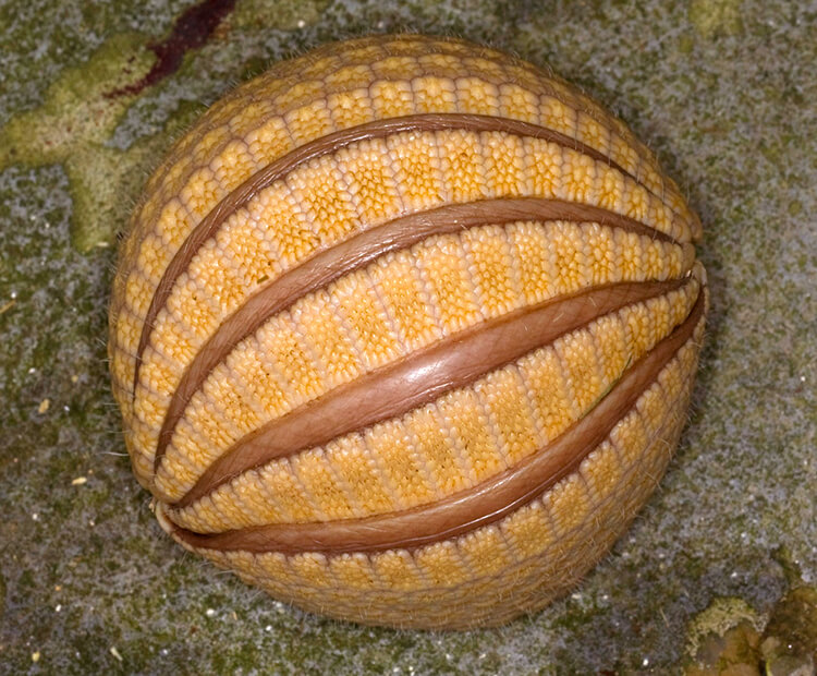 A three-banded armadillo rolled up into a ball for defense