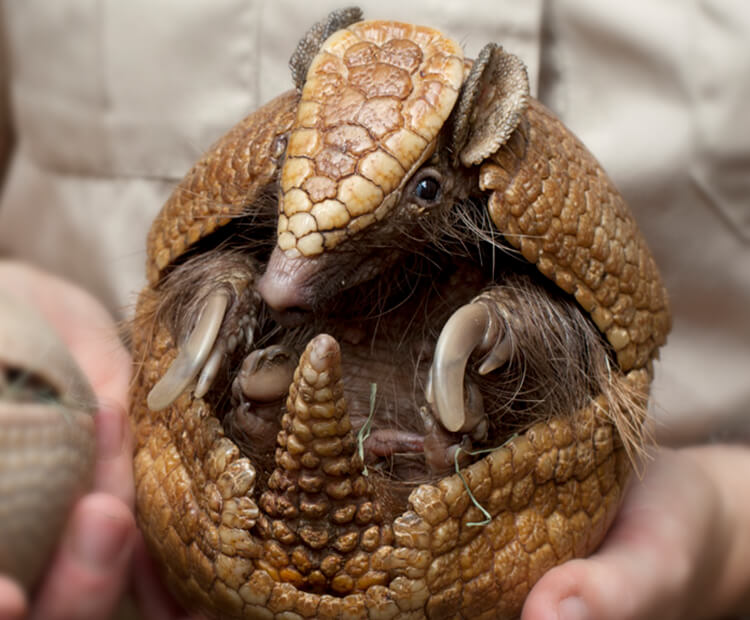 Three-banded armadillo curled up into a ball with its claws visible