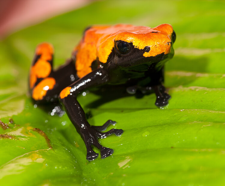 Splash-backed poison frog