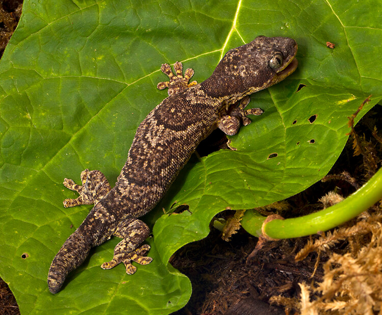 Banded velvet gecko