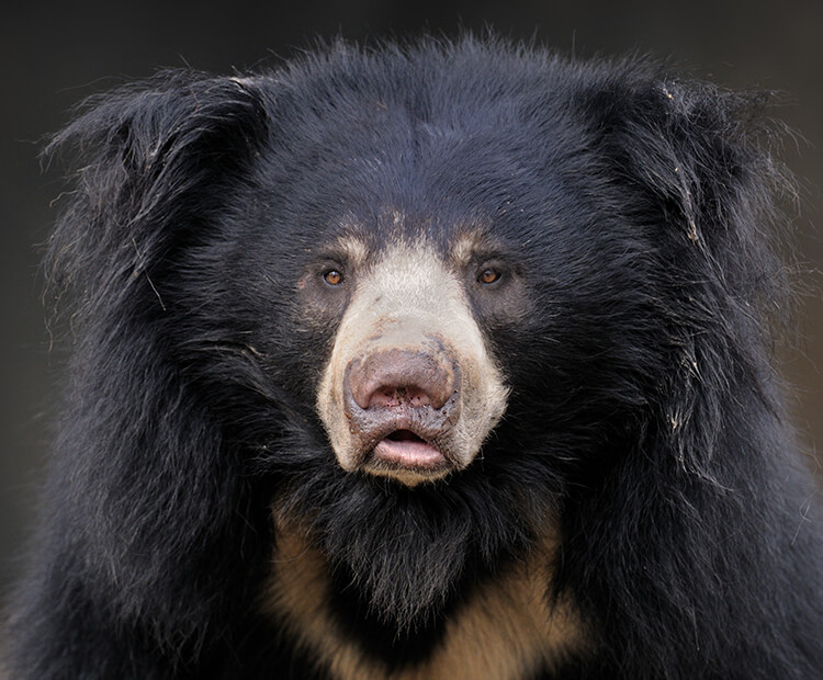 Sloth bear