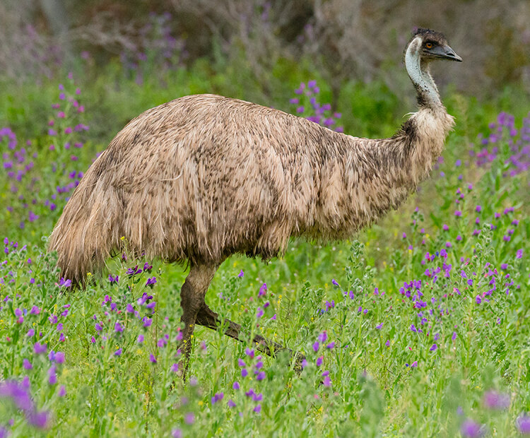 Emu walking in purple flower field