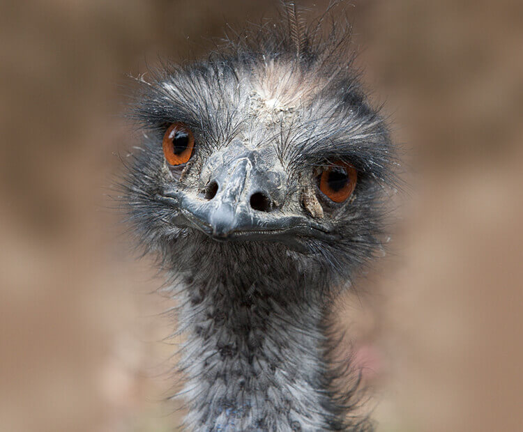 Emu