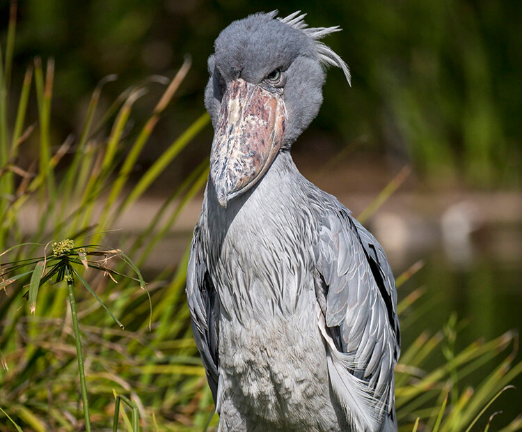 Shoebill stork