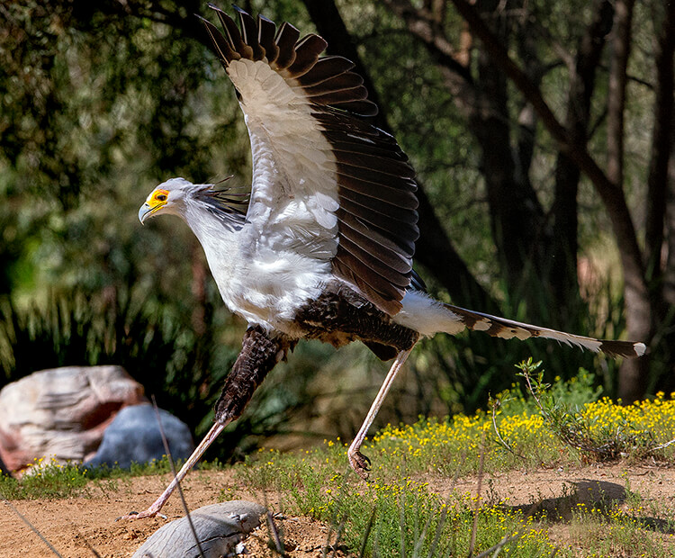 Secretary bird running with wings spread