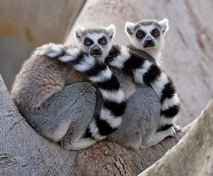 Black and white ring-tailed lemurs rest on a tree