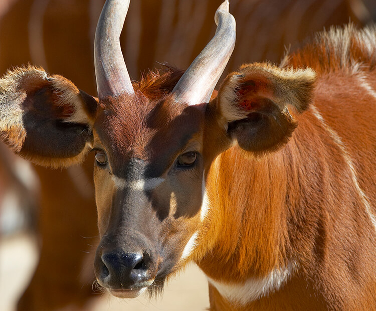 Bongo