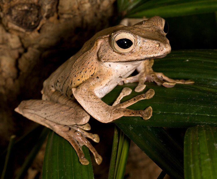 Bornean eared frog