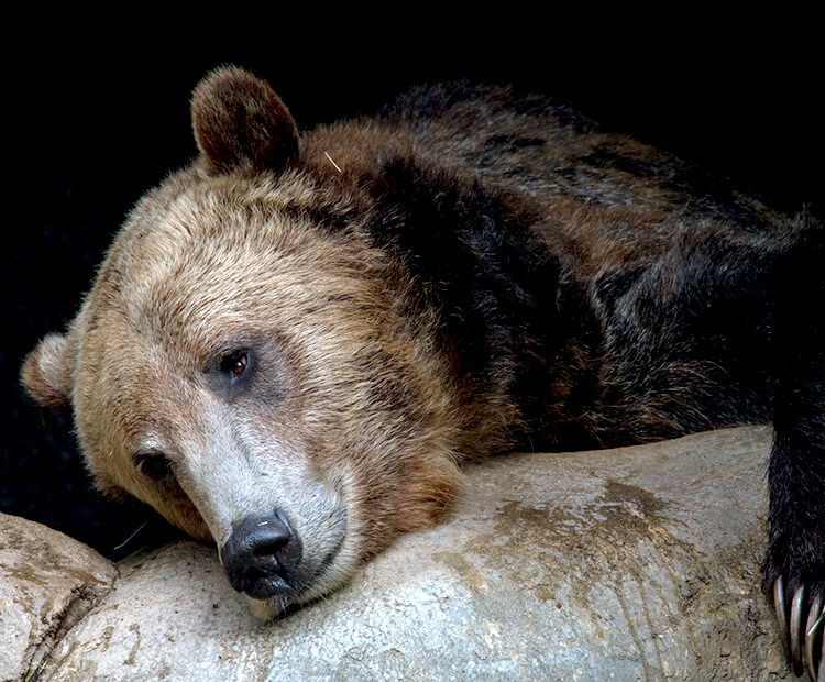 Brown Bear  San Diego Zoo Animals & Plants