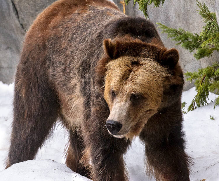 Grizzly Bear  San Diego Zoo