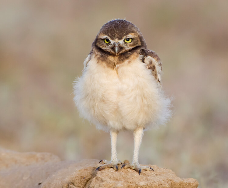 Burrowing owl chick
