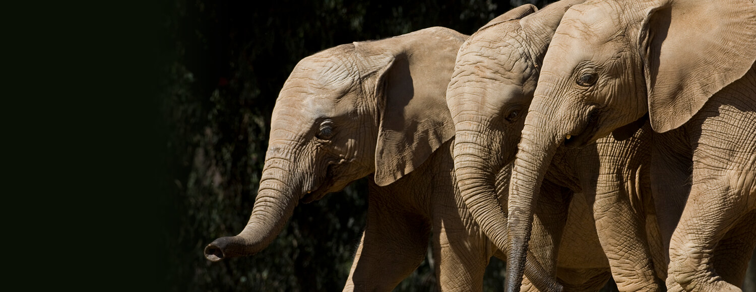 Three baby elephants at the San Diego Zoo Safari Park