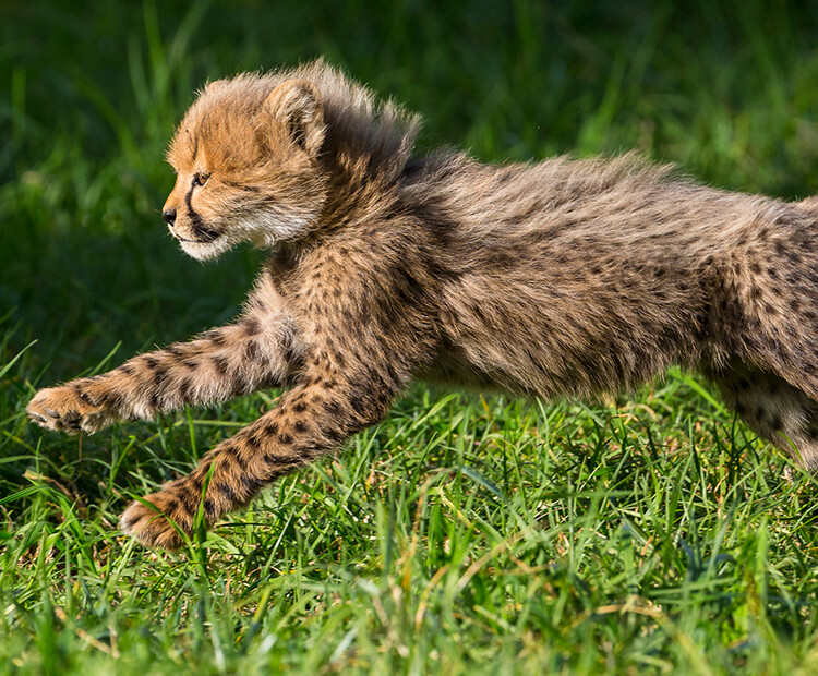 Baby cheetah running