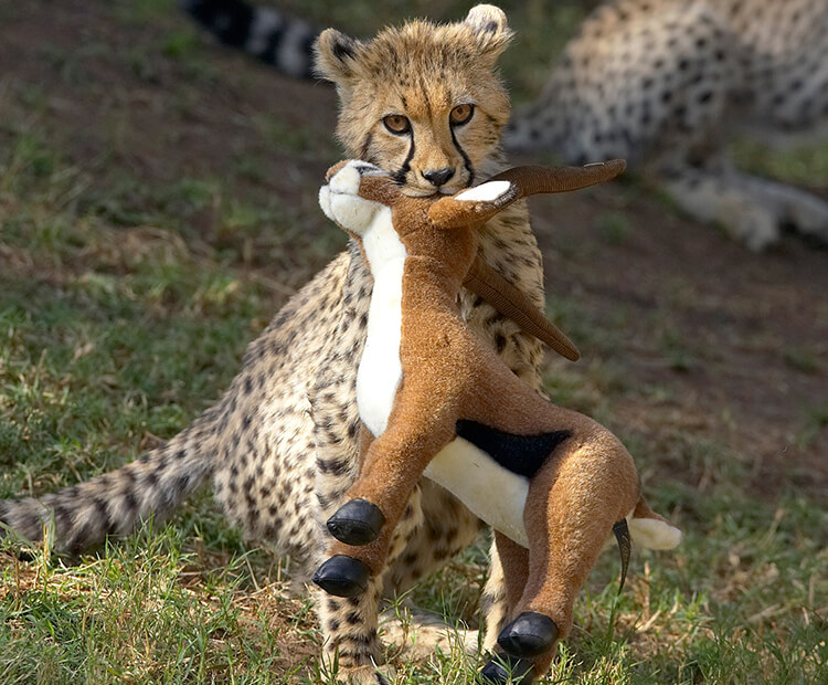 Young cheetah holding stuffed animal antelope prey