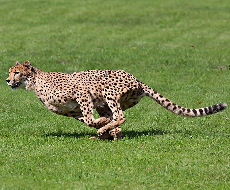 baby cheetah running fast