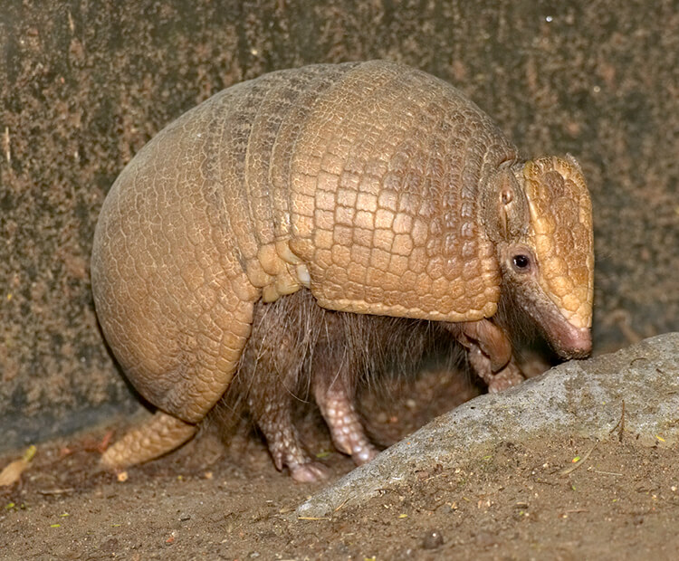 Three-banded armadillo walking on dirt