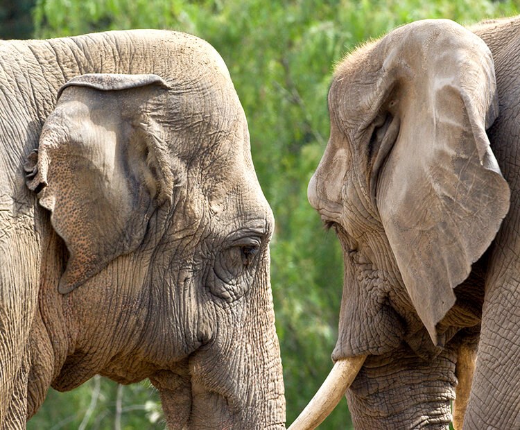 African elephant | San Diego Zoo Wildlife Explorers