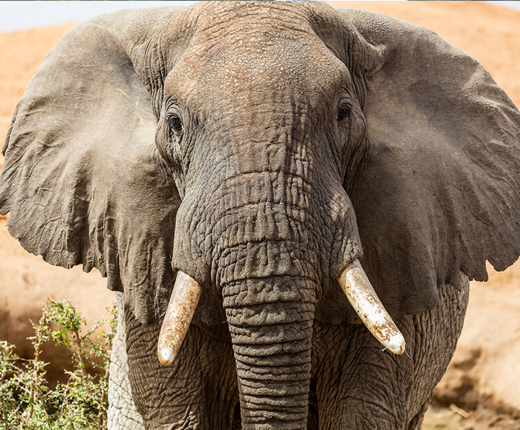 African elephant tusks