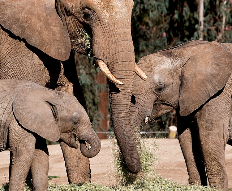 African elephant family eating hay