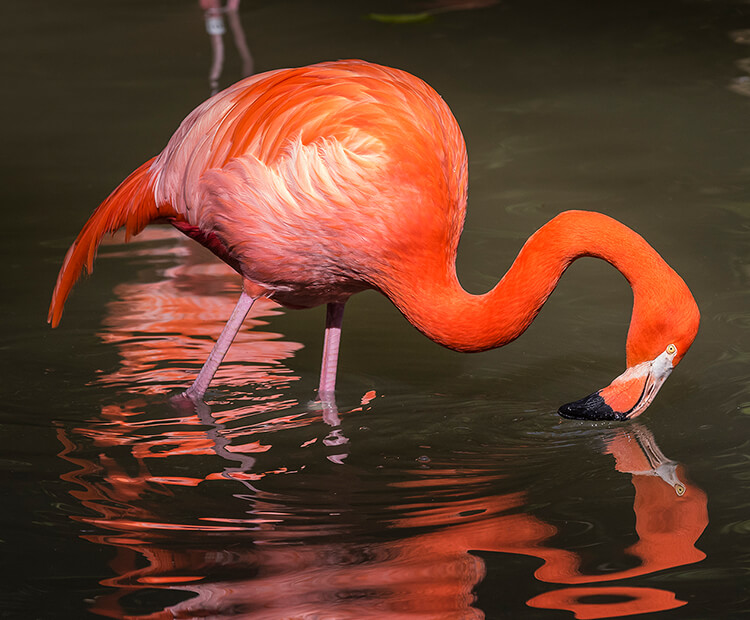 Caribbean Flamingo feeding