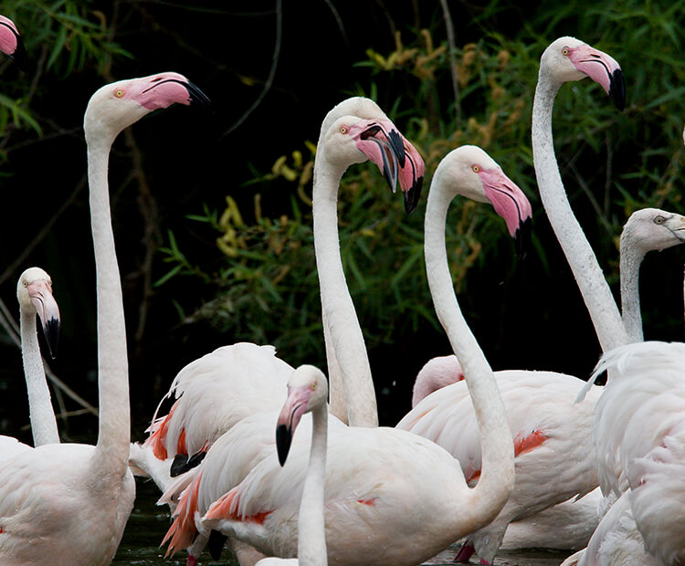 Greater flamingos