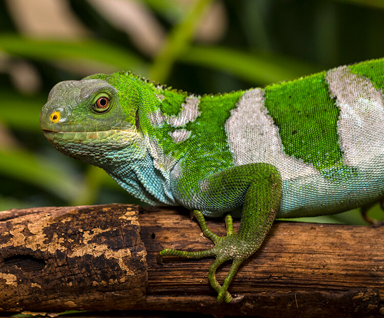 Male Fiji banded iguana displaying its name-sake white bands